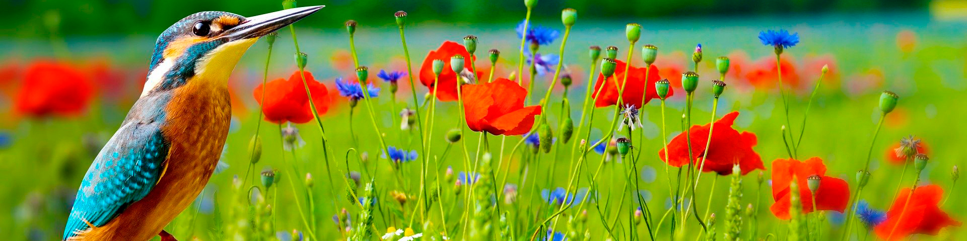 Por un plástico responsable con el Planeta